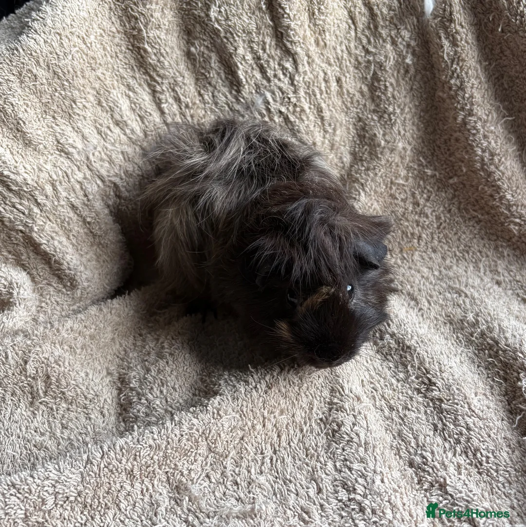 Guinea Pig rodents for sale: Neutered male bonded males  in Chesterfield - Advert 1