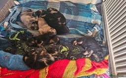 German Shepherd dogs for sale: 8 Beautiful fluffy German Shepherd pups  - Image 2