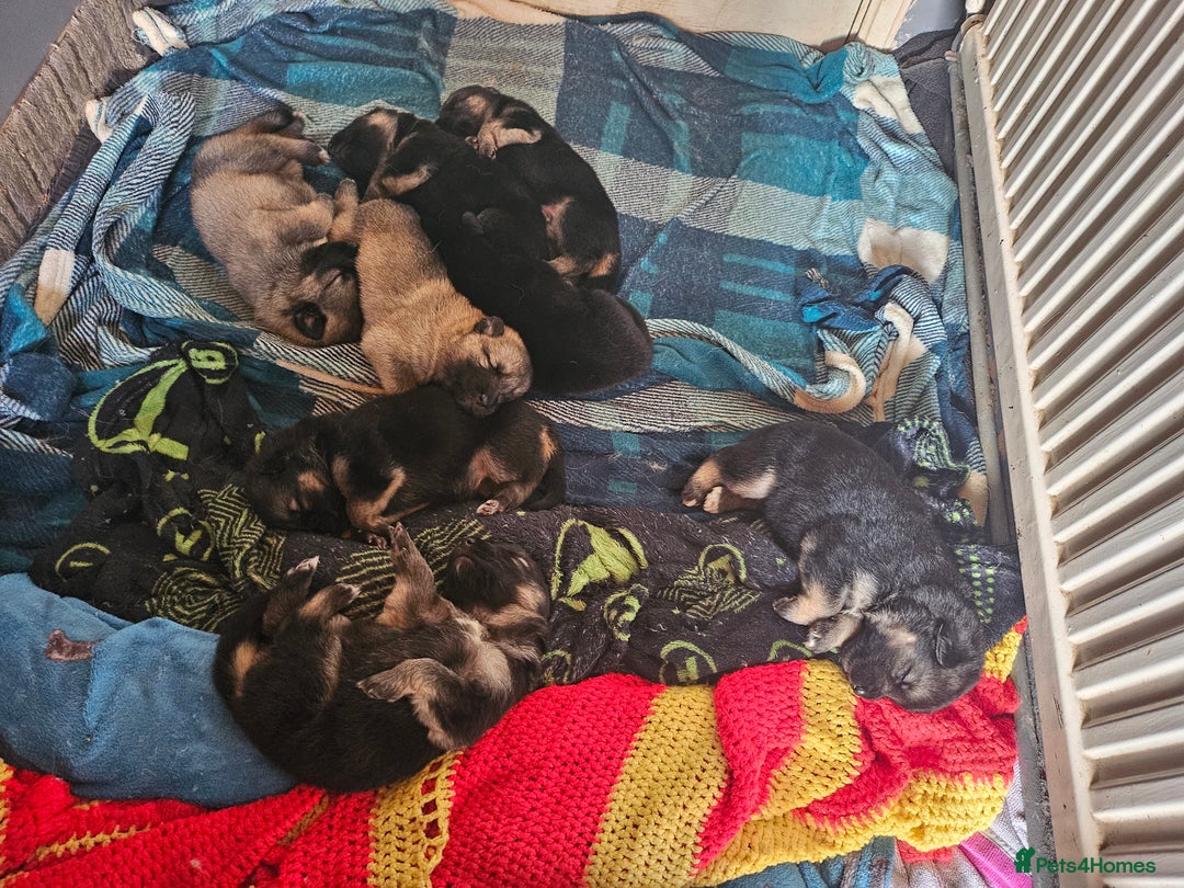German Shepherd dogs for sale: 8 Beautiful fluffy German Shepherd pups  - Image 2