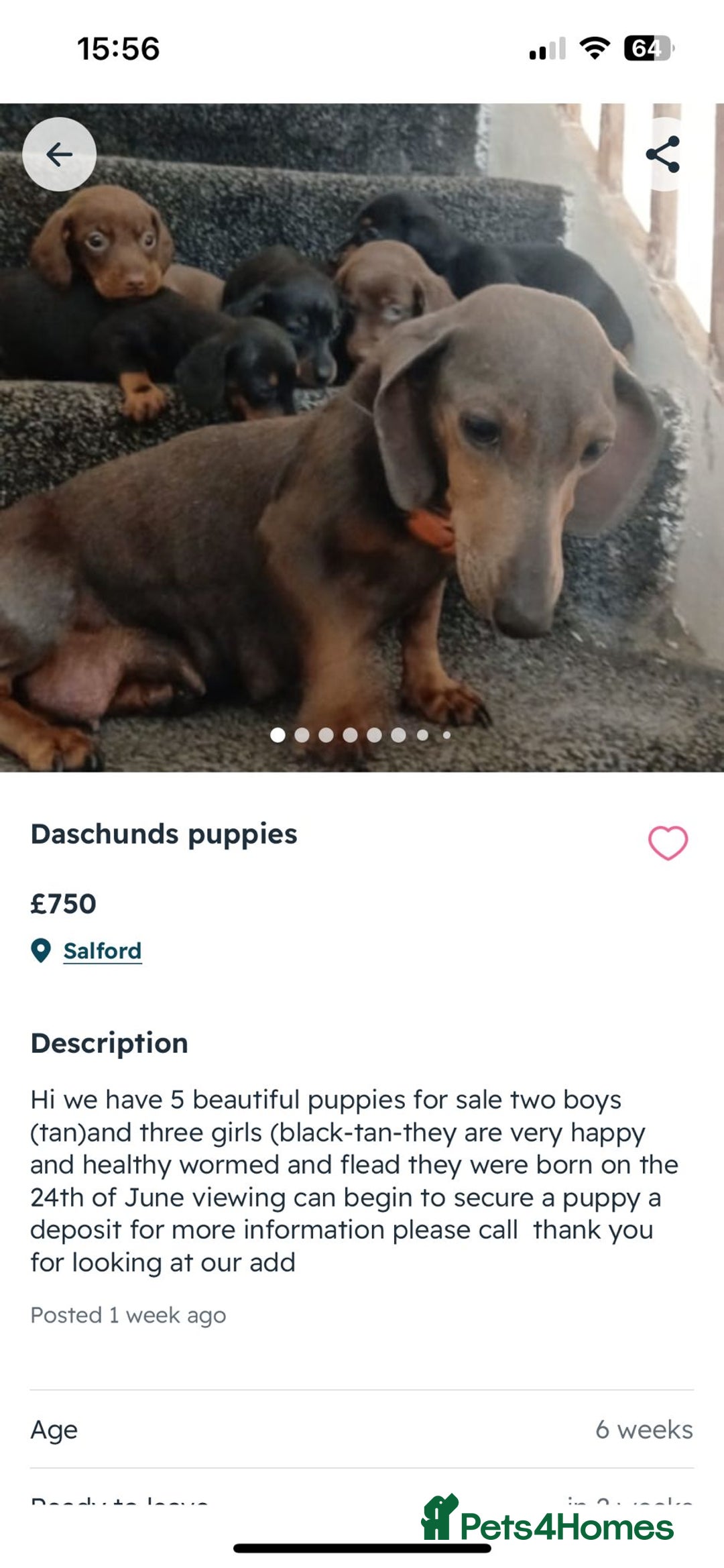 Dachshund dogs for sale: 5 puppies for sale - Image 9