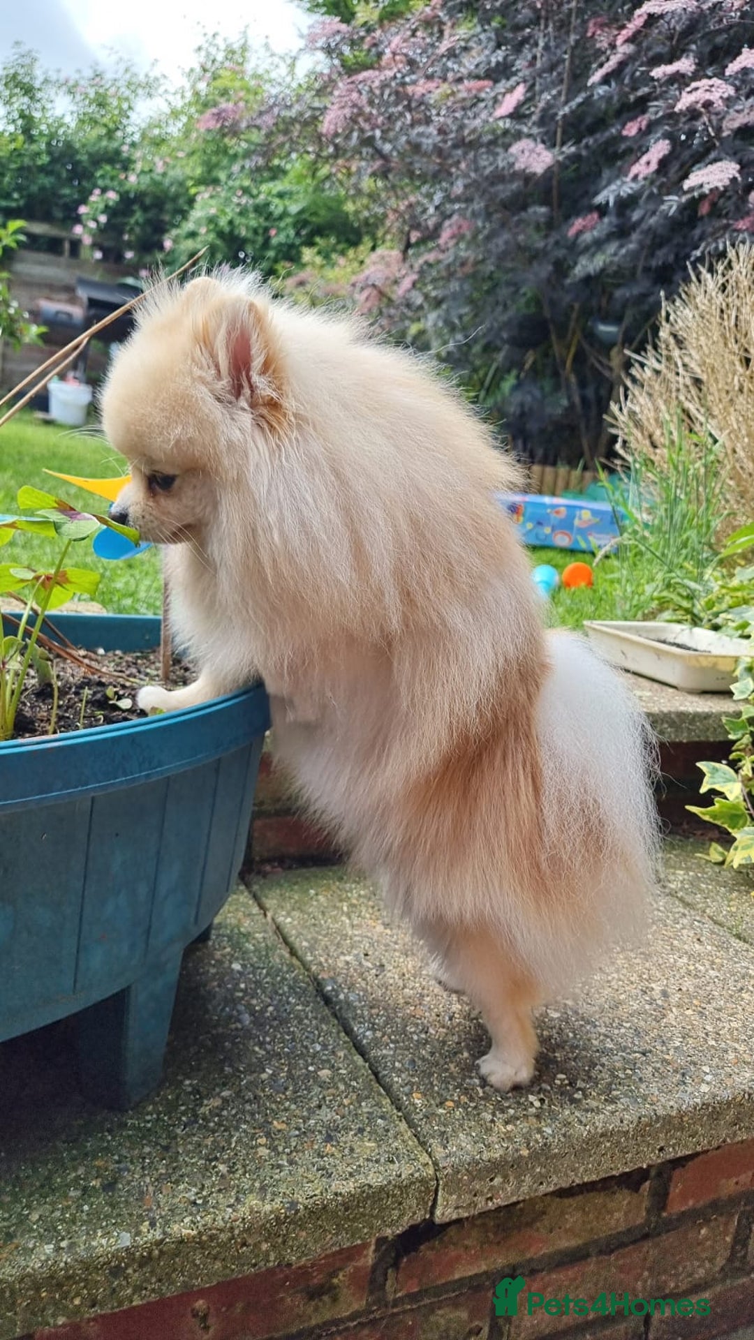 Pomeranian dogs for stud: KC Stunning coat Cream boy for stud  in Borehamwood - Advert 10