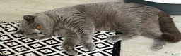 British Shorthair cats for stud: 💙🔥 GCCF BLUE STUD EAST MIDLANDS  - Advert 6