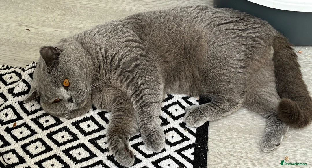 British Shorthair cats for stud: 💙🔥 GCCF BLUE STUD EAST MIDLANDS  - Advert 6
