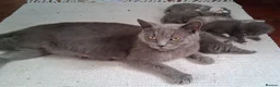British Shorthair cats for sale: Gorgeous Fluffy Grey British Shorthaired/Long Blue - Advert 18