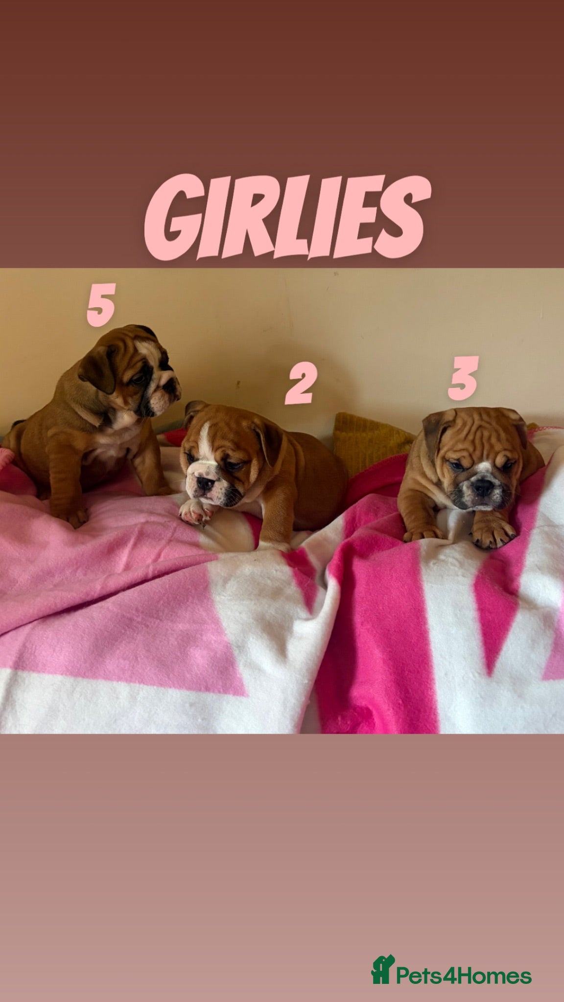 English Bulldog dogs READY FOR THEIR FOREVER HOMES TRADITIONAL BULLDOGS - Advert 1