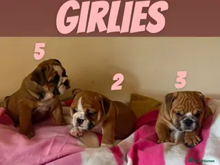 English Bulldog dogs READY FOR THEIR FOREVER HOMES TRADITIONAL BULLDOGS - Advert 1