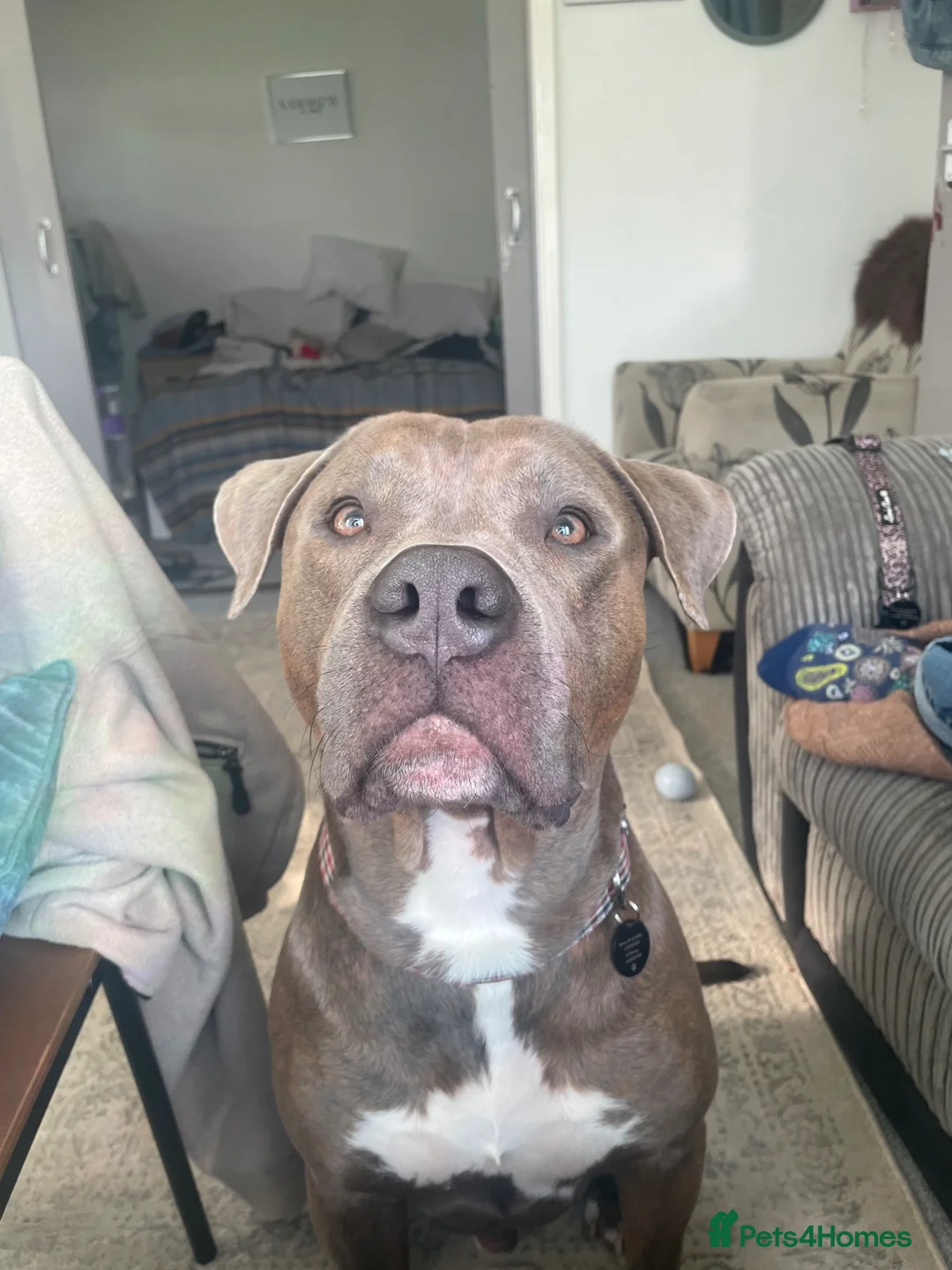 Cane Corso dogs for stud: Arlo - Staff x Cane Corso  - Advert 1