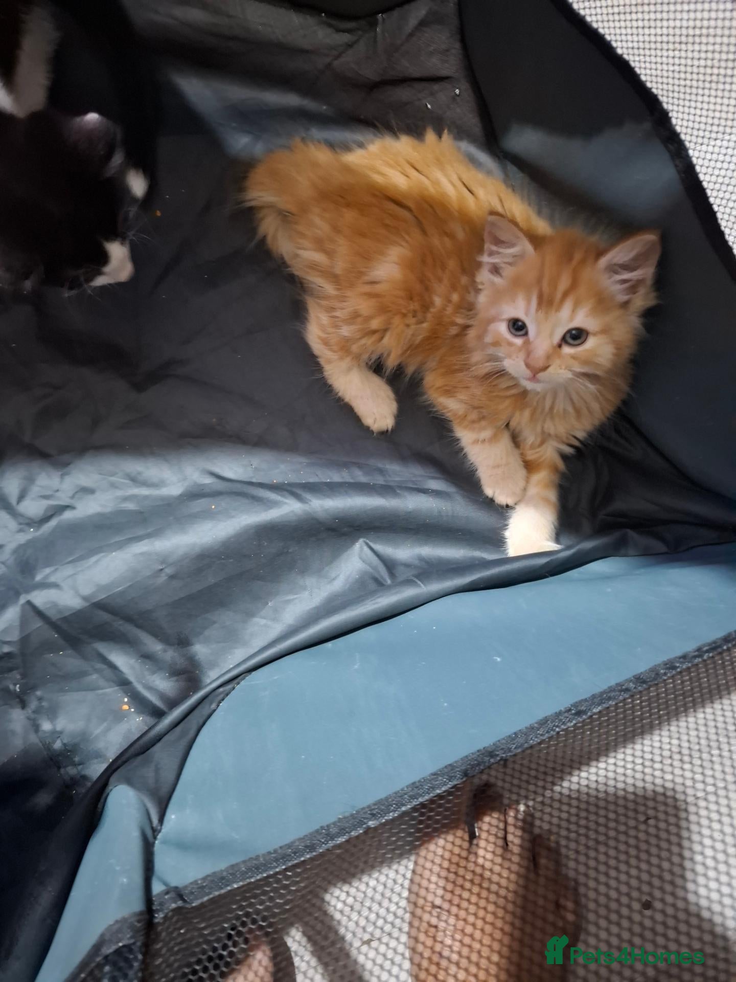 Mixed Breed cats for sale: CUTE KITTIES  - Advert 4
