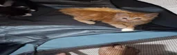 Mixed Breed cats for sale: CUTE KITTIES  - Advert 1