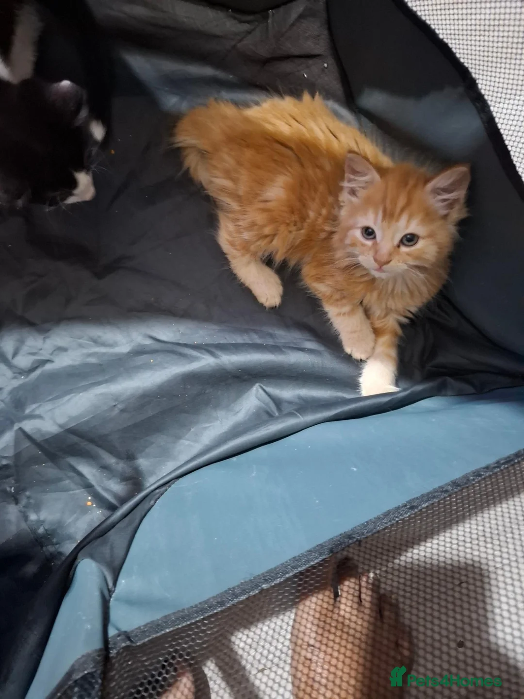 Mixed Breed cats for sale: CUTE KITTIES  - Advert 1
