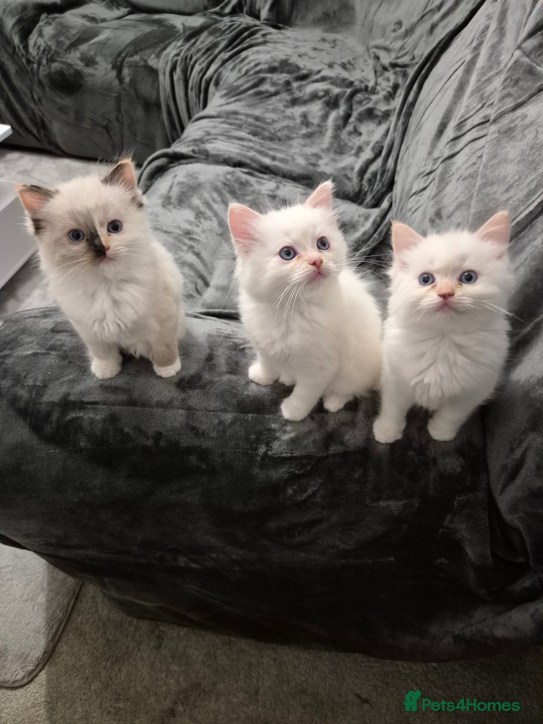 Ragdoll cats for sale: Pure ragdolls 2 flame point and 1 rare mink tortie - Image 1