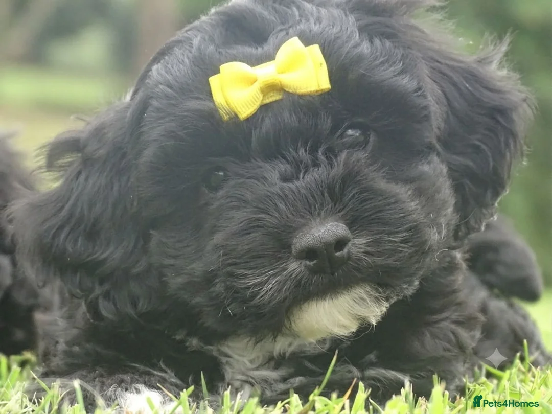 Cockapoo dogs for sale: Stunning Cockapoo Puppies  - Advert 24