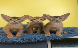 Abyssinian cats for sale: Raised with Love Abyssinian Kittens - Image 1