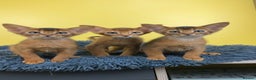 Abyssinian cats for sale: Raised with Love Abyssinian Kittens - Advert 6