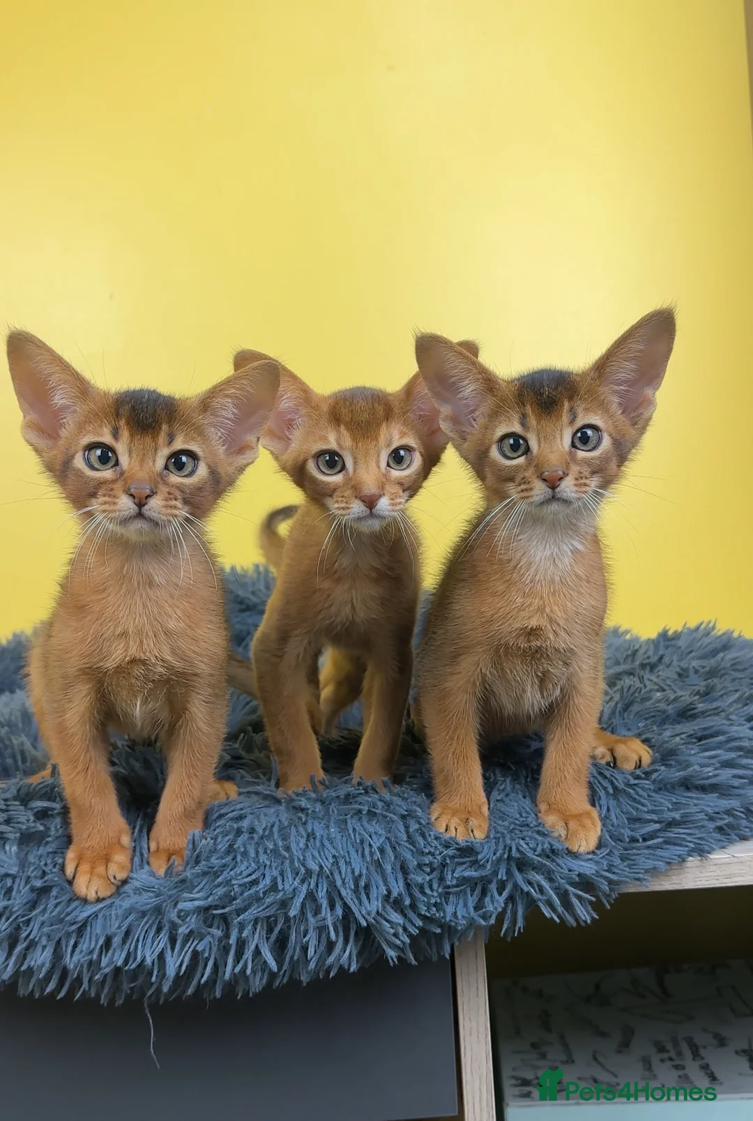 Abyssinian cats for sale: One boy left🤎Raised with Love Abyssinian Kittens - Advert 16