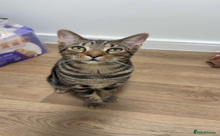 Bengal cats - Advert 1