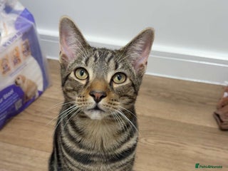 Bengal cats for sale - Advert 1