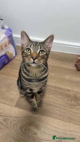 Bengal cats - Advert 1