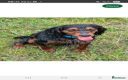 Cocker Spaniel dogs for sale: Cocker Spaniel Puppies  - Image 8