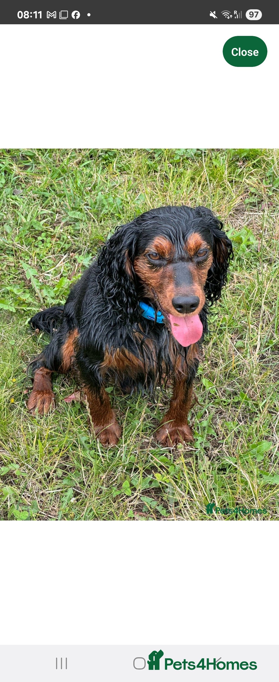 Cocker Spaniel dogs for sale: Cocker Spaniel Puppies  - Image 8