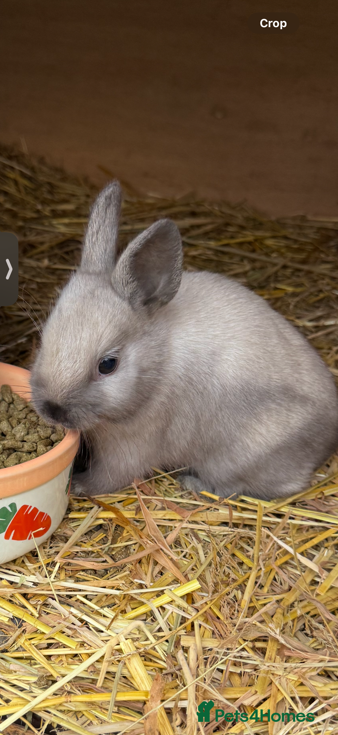 Lionhead rabbits for sale: gorgeous lionhead bunny - Advert 1