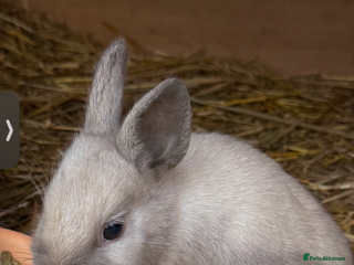 Lionhead rabbits gorgeous lionhead bunny - Advert 3