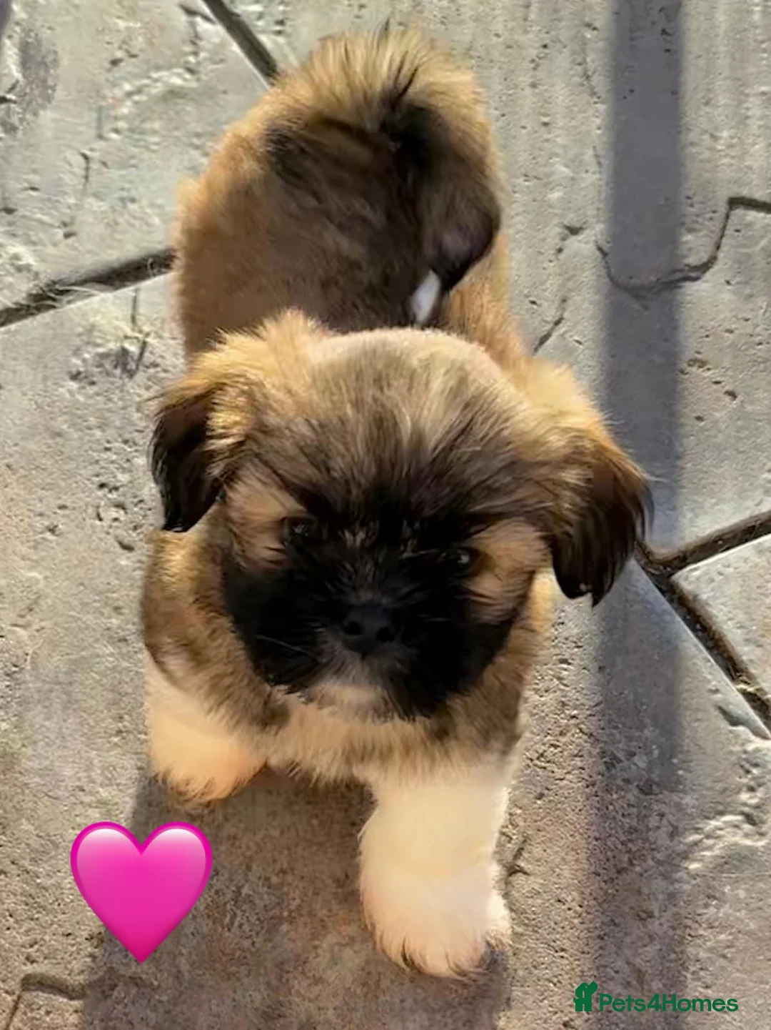 Lhasa Apso dogs for sale: Seven Beautiful RKC reg. Pups GPRA Clear in Wisbech - Advert 7