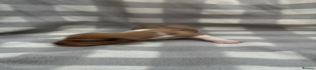 Dachshund Puppy 1
