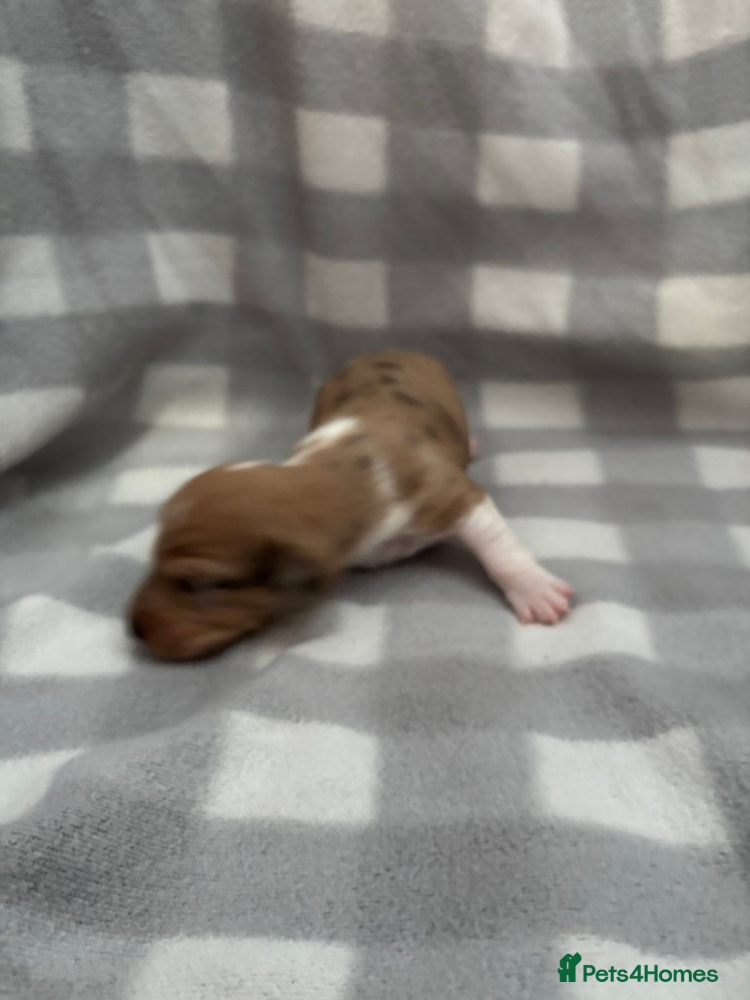 Dachshund dogs for sale: Dapple Dachshund Puppies (5 Girls, 1 Boy) - Image 4