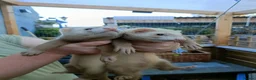 Ferret rodents for sale: Beautiful Ferret Kits for sale  - Advert 10