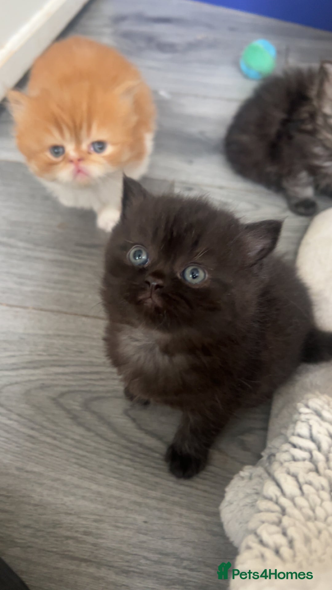 Persian cats for sale: Litter of beautiful Persian kittens   - Image 4