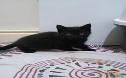 British Shorthair cats for sale: Black short hair kittens  - Image 1