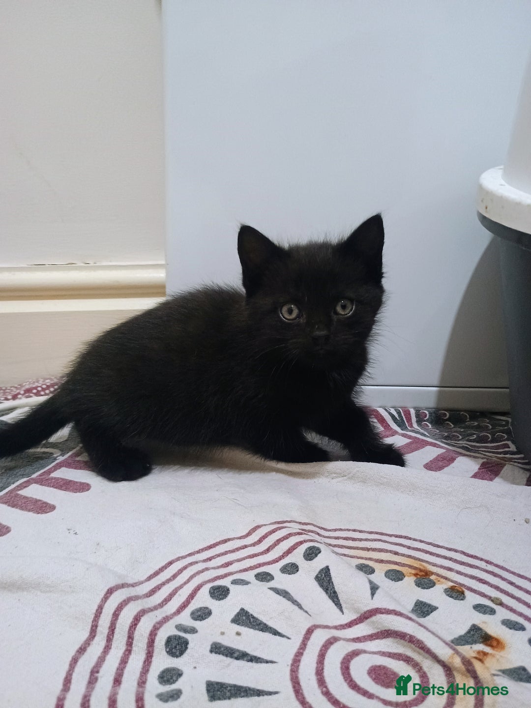 British Shorthair cats for sale: Black short hair kittens  - Image 1