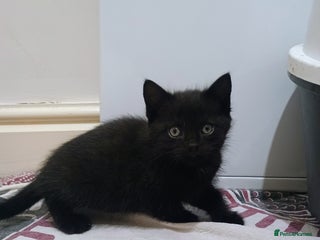 British Shorthair cats - Advert 36