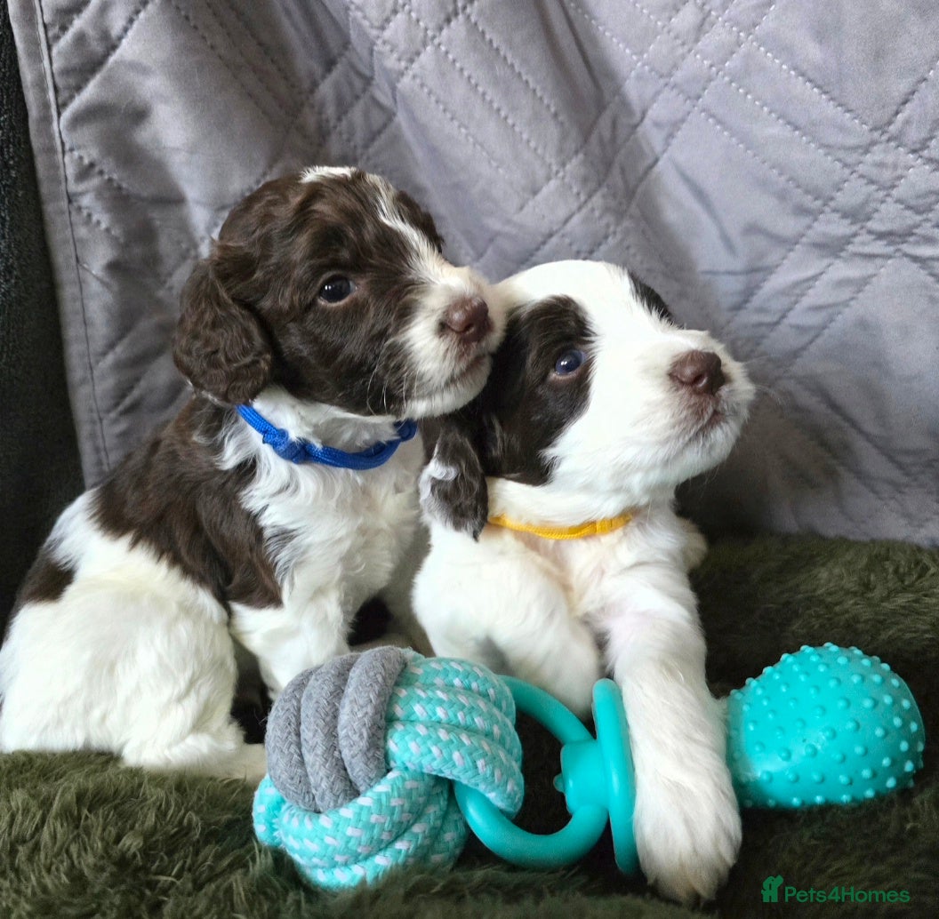 Sproodle dogs Springer Spaniel Miniature Poodle Sproodle Puppies - Advert 5