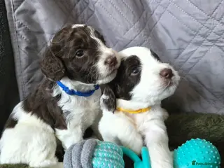 Sproodle dogs Springer Spaniel Miniature Poodle Sproodle Puppies - Advert 5