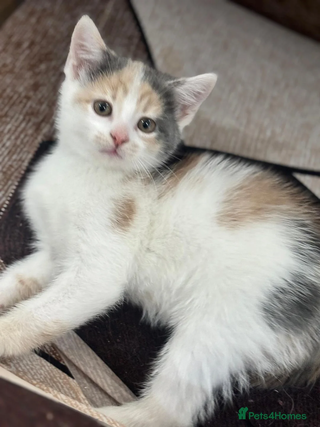 Mixed Breed cats for sale: Kittens  **  in Bradford - Advert 6