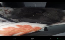 Mini Lop rabbits for sale: Mini lop/mini lion lop - Image 3