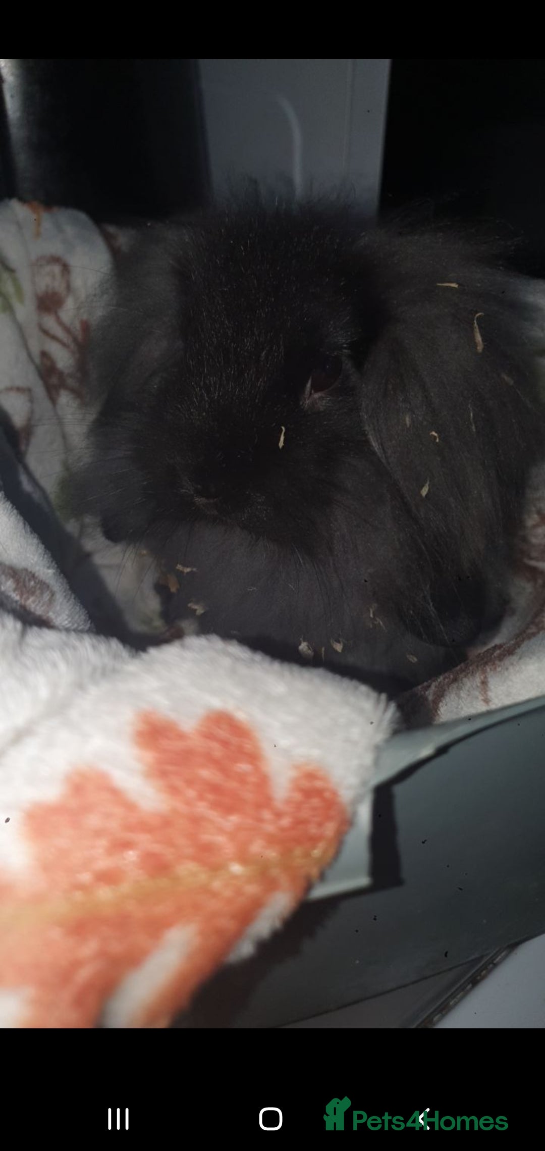 Mini Lop rabbits for sale: Mini lop/mini lion lop - Image 3