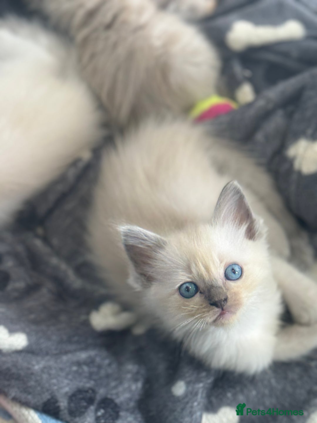 Ragdoll cats for sale: ⭐️BLUEPOINT RAGDOLL KITTEN ⭐️ - Image 37