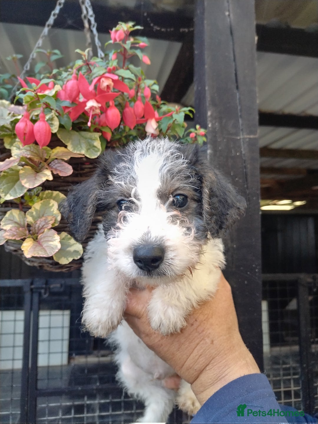 Mixed Breed dogs for sale: Gorgeous jack-chons - Image 3