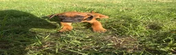 Rhodesian Ridgeback dogs for sale: One beautiful gentle kc little girl - Advert 17