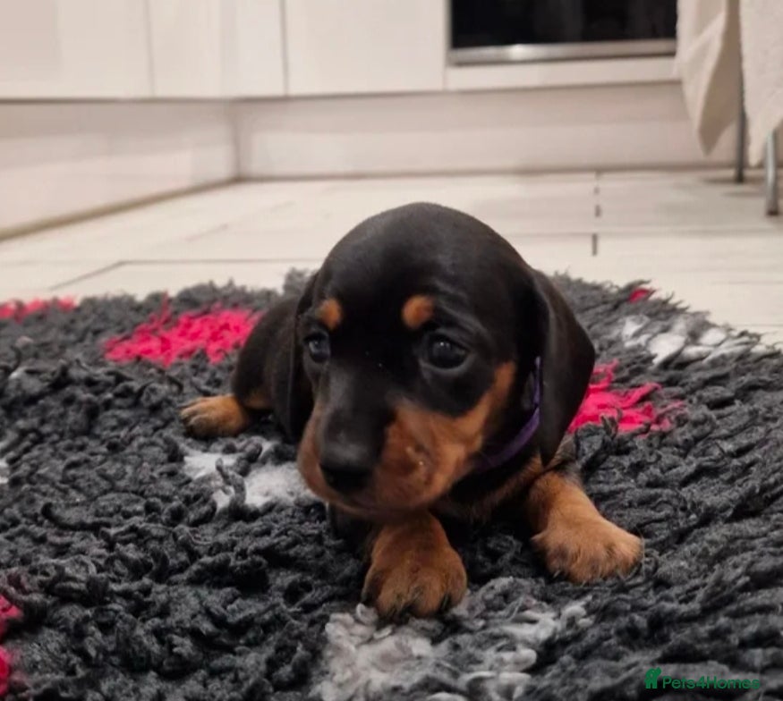 Miniature Dachshund dogs Beautiful Pedigree Minature Dachshund🩷1 GIRL Left - Advert 3