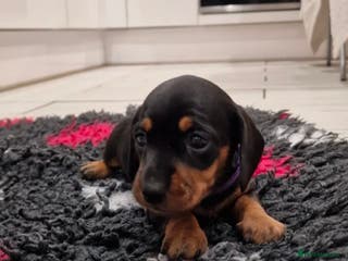 Miniature Dachshund dogs Beautiful Pedigree Minature Dachshund🩷1 GIRL Left - Advert 3