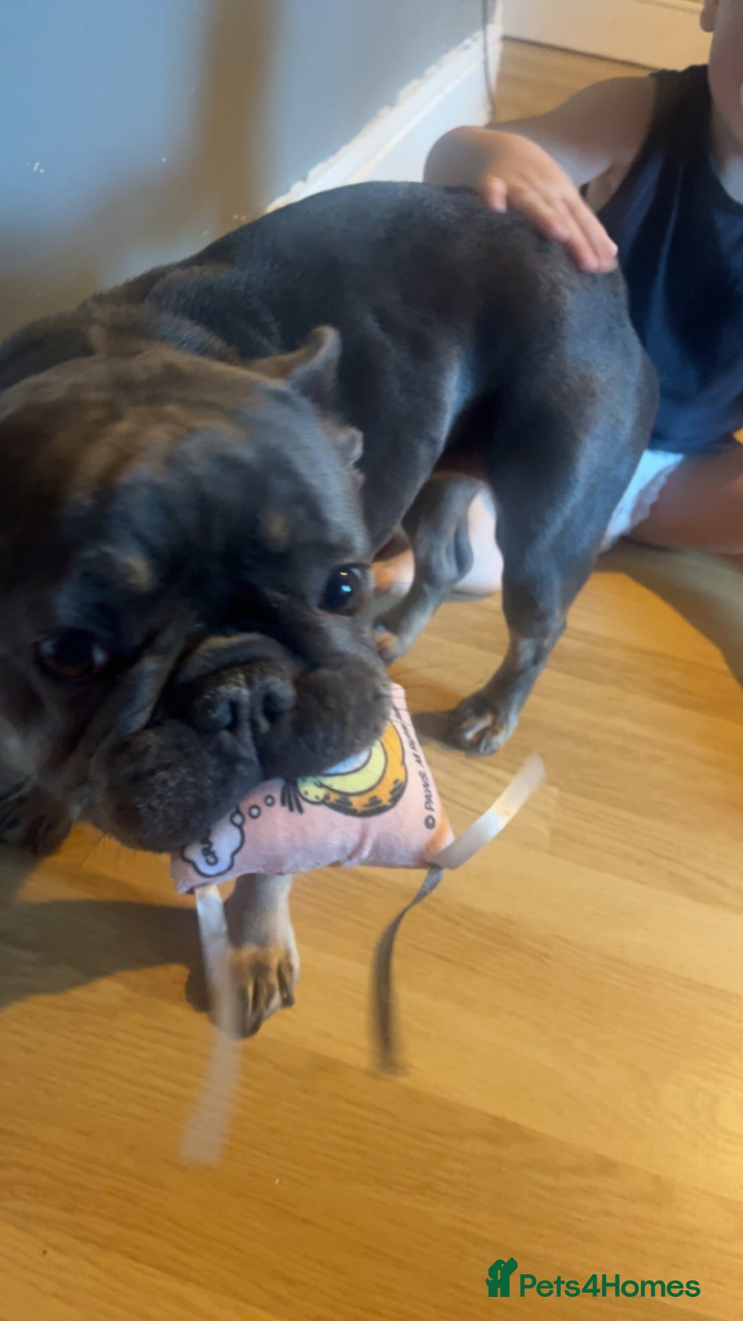 French Bulldog dogs for sale: Female french bulldog - Advert 3