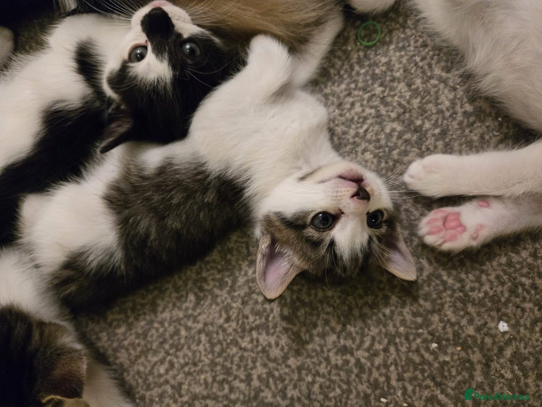 Mixed Breed cats for sale: Sweet kittens  - Image 21