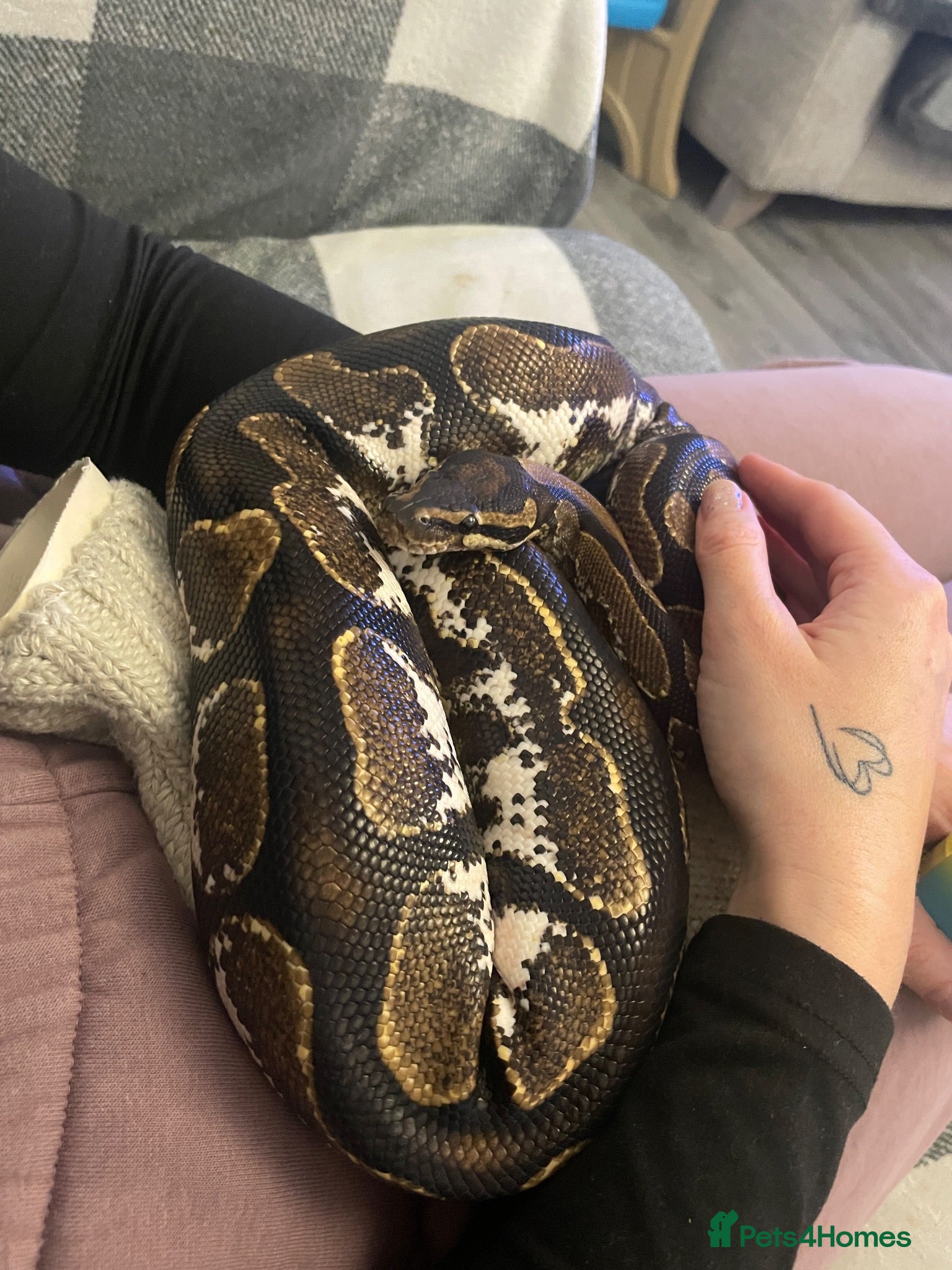 Python Snake reptiles Beautiful ball python  - Advert 1