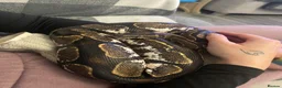 Python Snake reptiles for sale: Beautiful ball python  in Bromsgrove - Advert 1