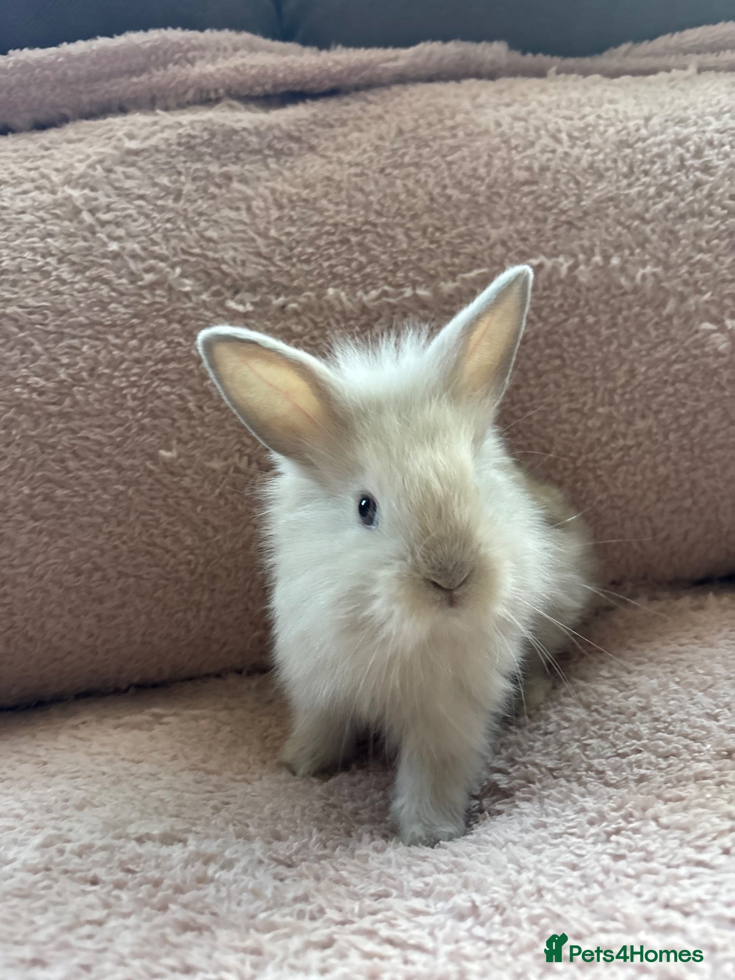 Lionhead rabbits Two Male Lionhead Babies - Advert 8