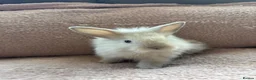 Lionhead rabbits for sale: Two Male Lionhead Babies - Advert 1